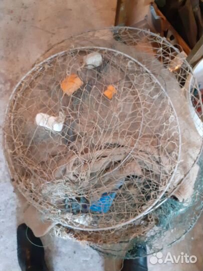 Раколовка обыкновенная