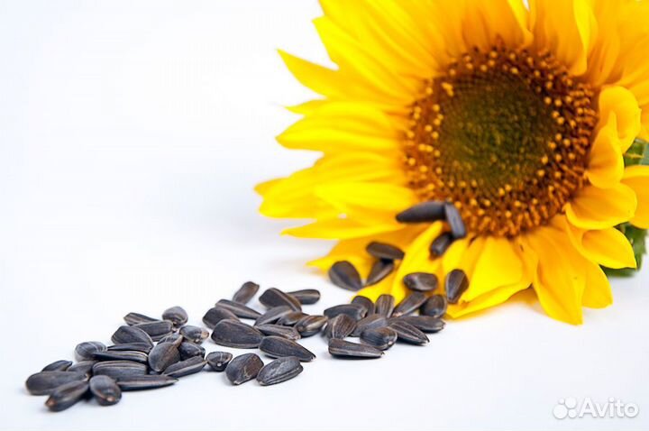 Доставка семян подсолнечника Санмарин 410