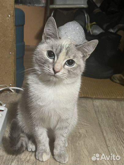 Охос азулес, кошечка