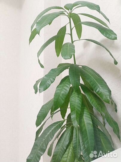 Дерево манго, пальма