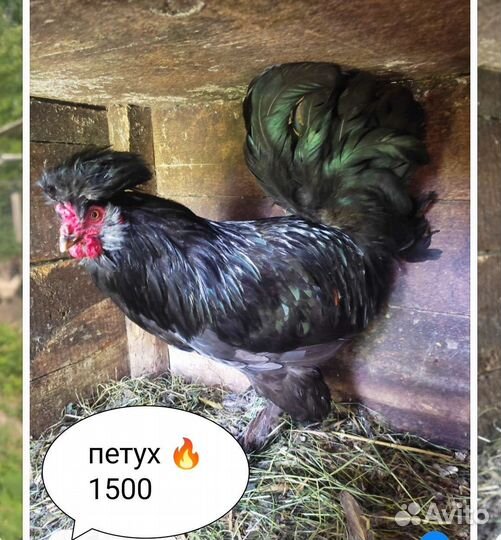 Куры петухи