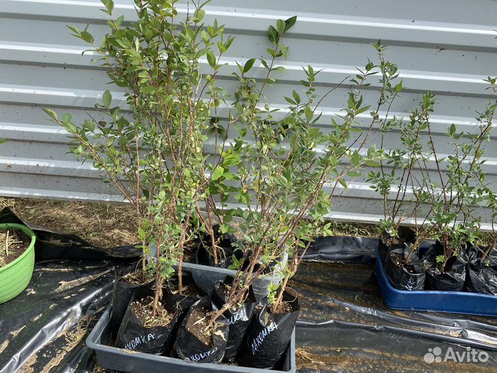 Саженцы жимолости сьедобной