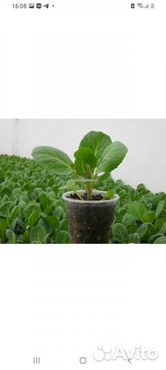 Рассада капусты, помидор, перца, огурцов и тд