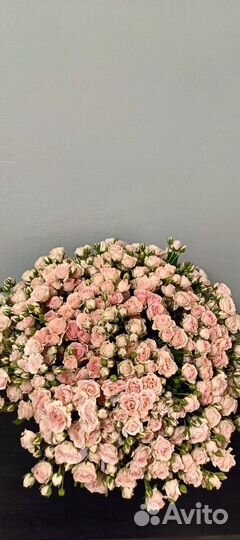 Роза кустовая в Сочи 101