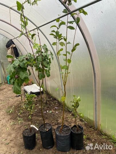 Груша саженцы