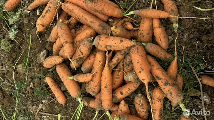Морковь оптом