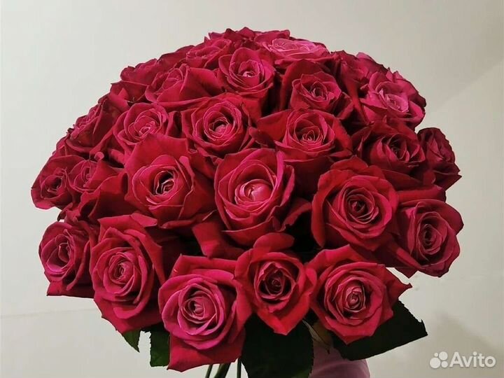 Роза букет 25 шт. Голландия Свежая