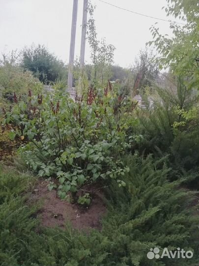 Продаю можевельник