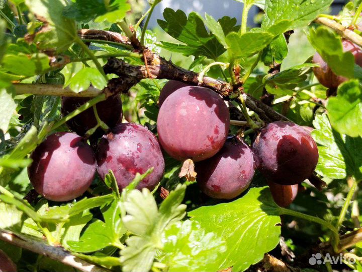 Саженцы красного крупного крыжовника, зкс