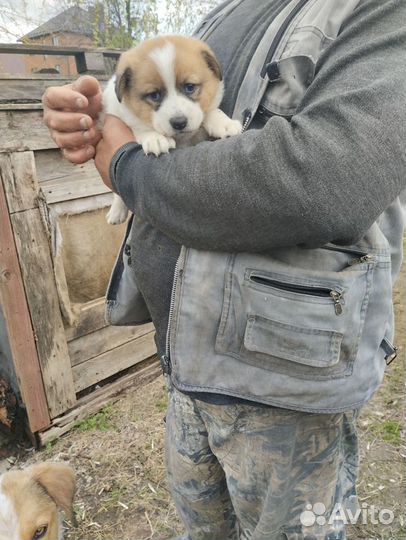 Собака в добрые руки отдам бесплатно