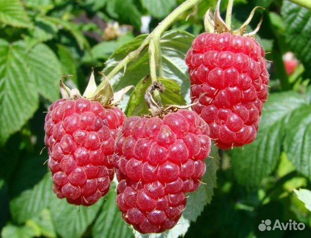 Саженцы малины