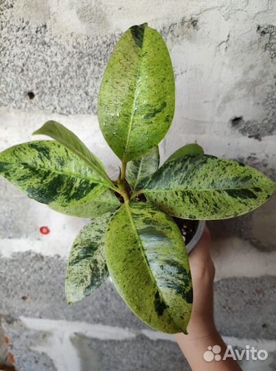 Коллекционный фикус Эластика Шривериана Муншайн