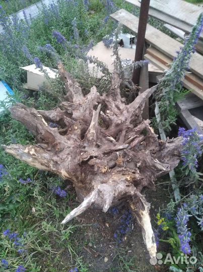 Дубовый пень, спил тополя