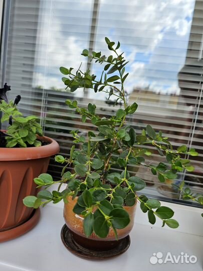 Карисса (комнатная слива)