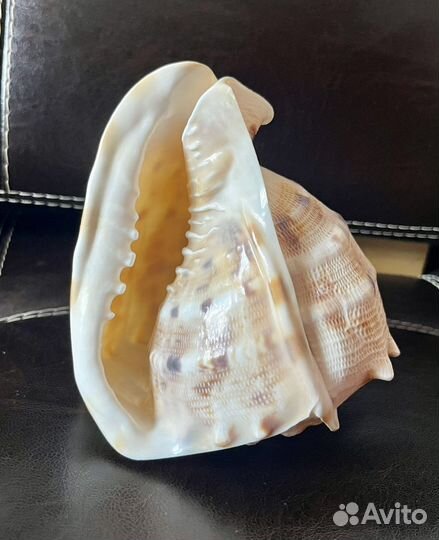 Морские раковины