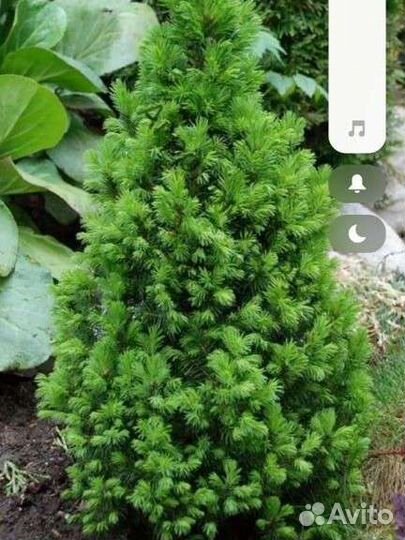 Ель канадская коника