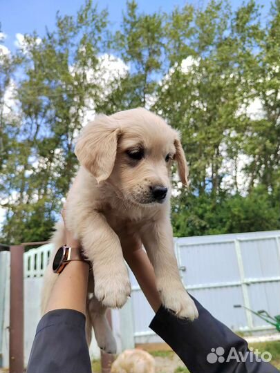 Золотистый ретривер