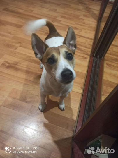 Вязка джек Рассел терьер