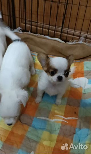 Щенки чихуахуа