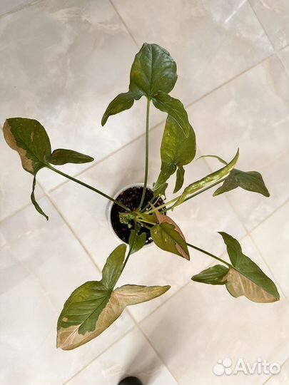 Сингониумы