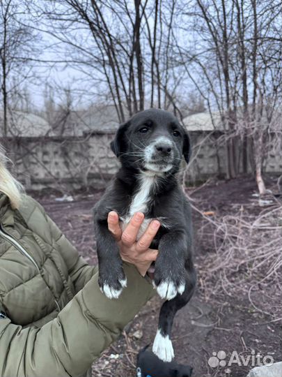 Щенки ищут дом