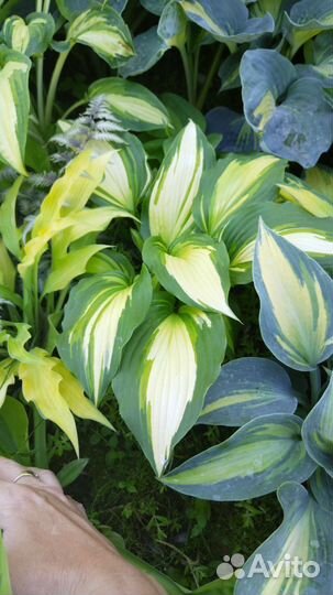 Хосты сортовые