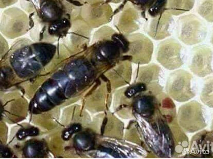 Пчеломатки