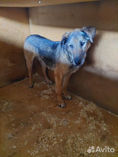 Собака уже 10 лет в приюте но мечты осуществимы