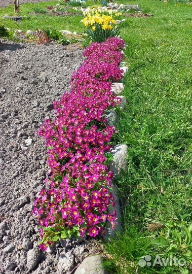 Многолетние садовые цветы