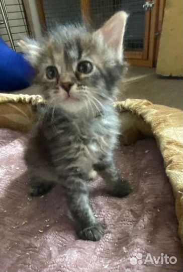 Котенок девочка бесплатно