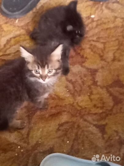 Кошки в добрые руки бесплатно