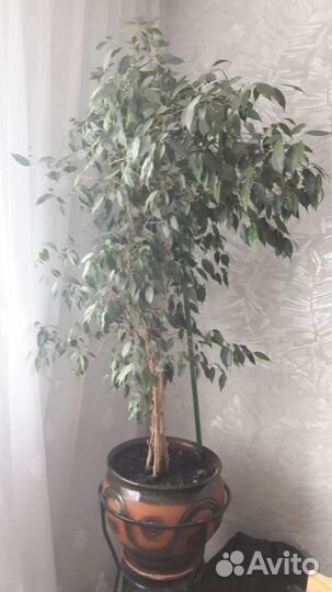 Фикус бенджамина