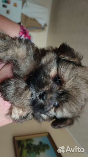 Щенки шпица девочки и мальчик