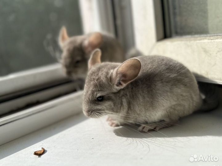 Шиншилла с доставкой
