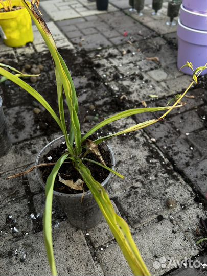 Хлорофитум