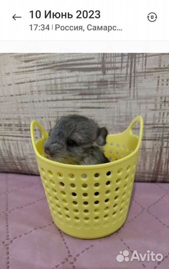 Шиншилла