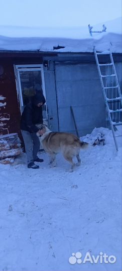 Домашние животные собаки Алабай