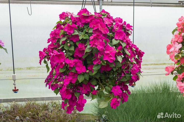 Бальзамин ампельный