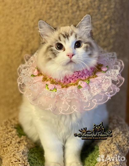 Девочка рэгдолл