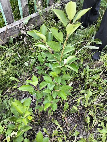 Красная черемуха.Саженцы