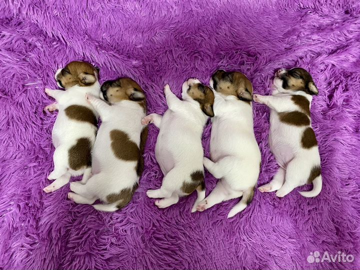 Джек Рассел терьер