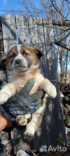 Щенок в добрые руки