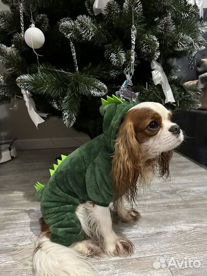 Костюм дракона для собаки