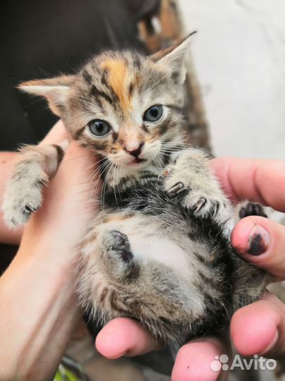 Котята мальчик и девочка