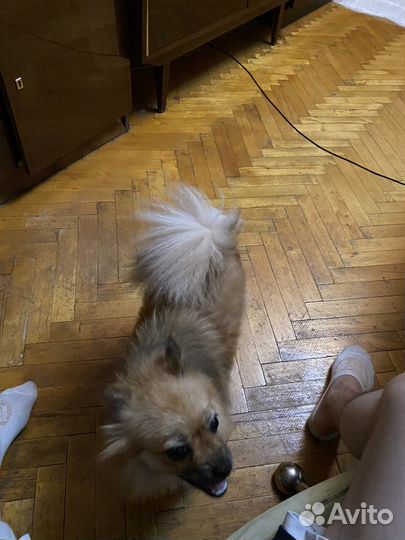 Немецкий шпиц