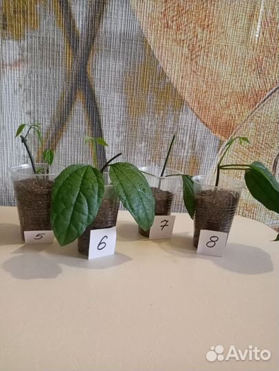 Клеродендрум Томпсона