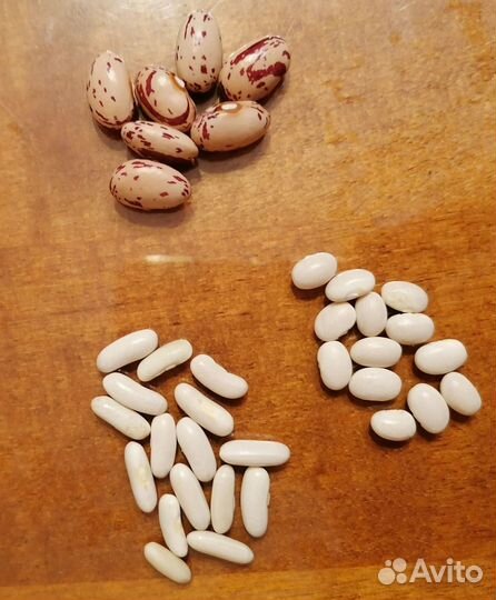 Семена фасоли