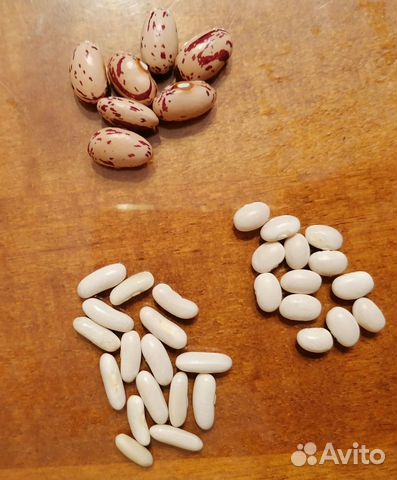 Семена фасоли