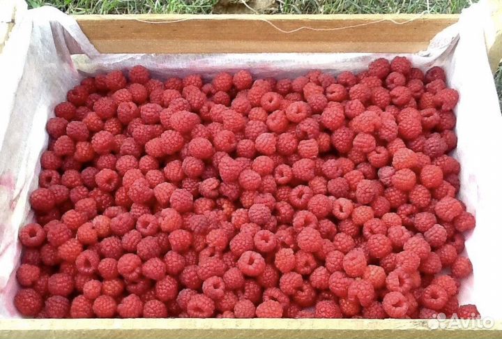 Саженцы малины садовой,кустами