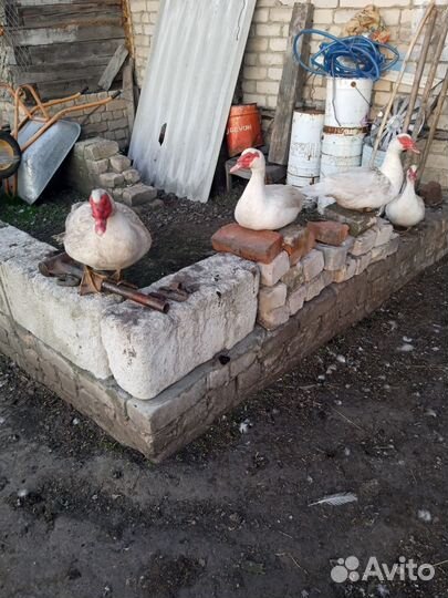 Индоутки и утки, обмен